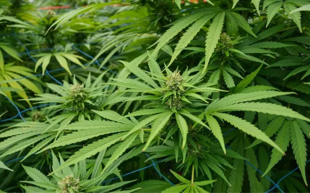 Industrial hemp materials